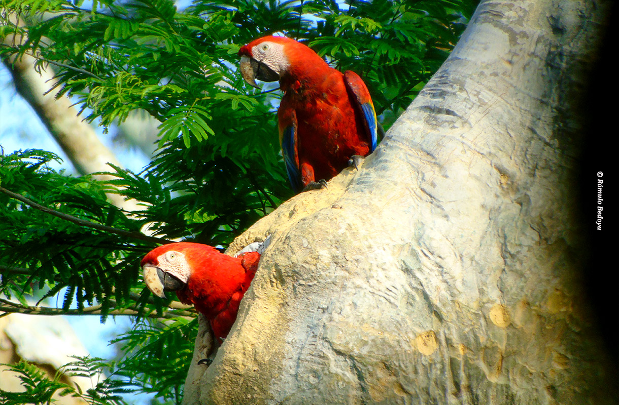 Observación y fotografía de aves del Parque Laguna del Tigre.